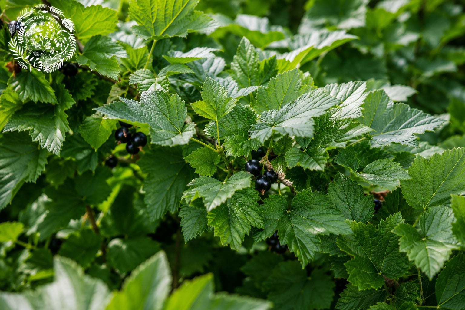 Black Currant Leaf Tea UK: Traditional Herbal Tea from Altai Black Currant Leaves