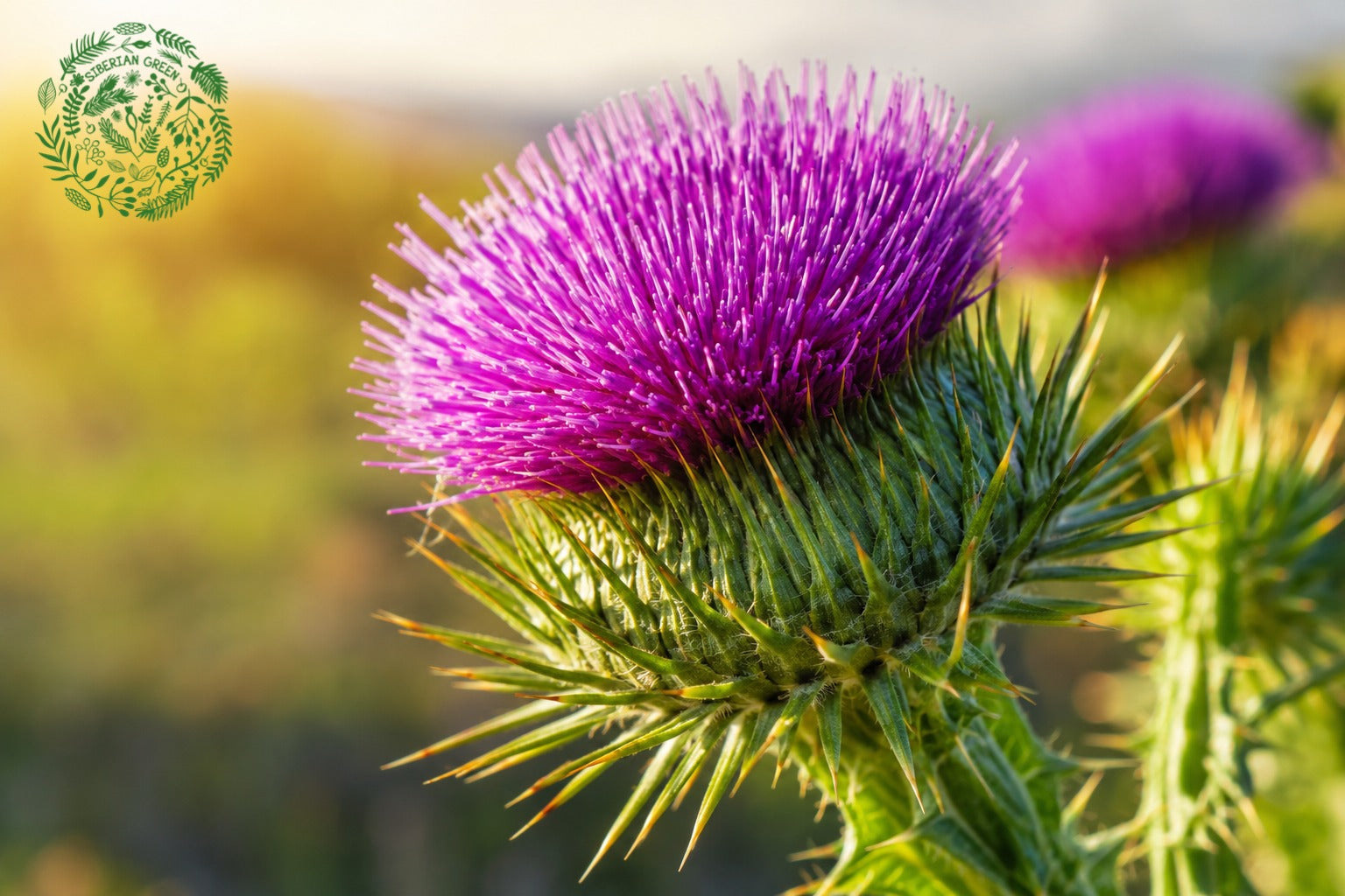 organic milk thistle oil UK