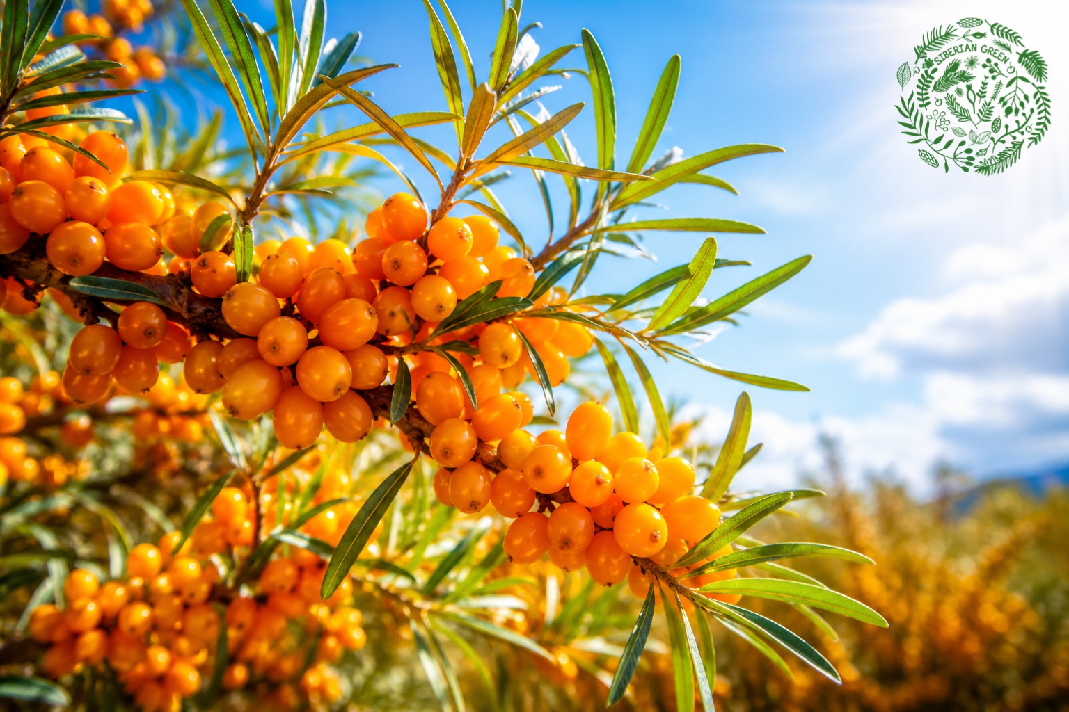 wild harvested sea buckthorn UK